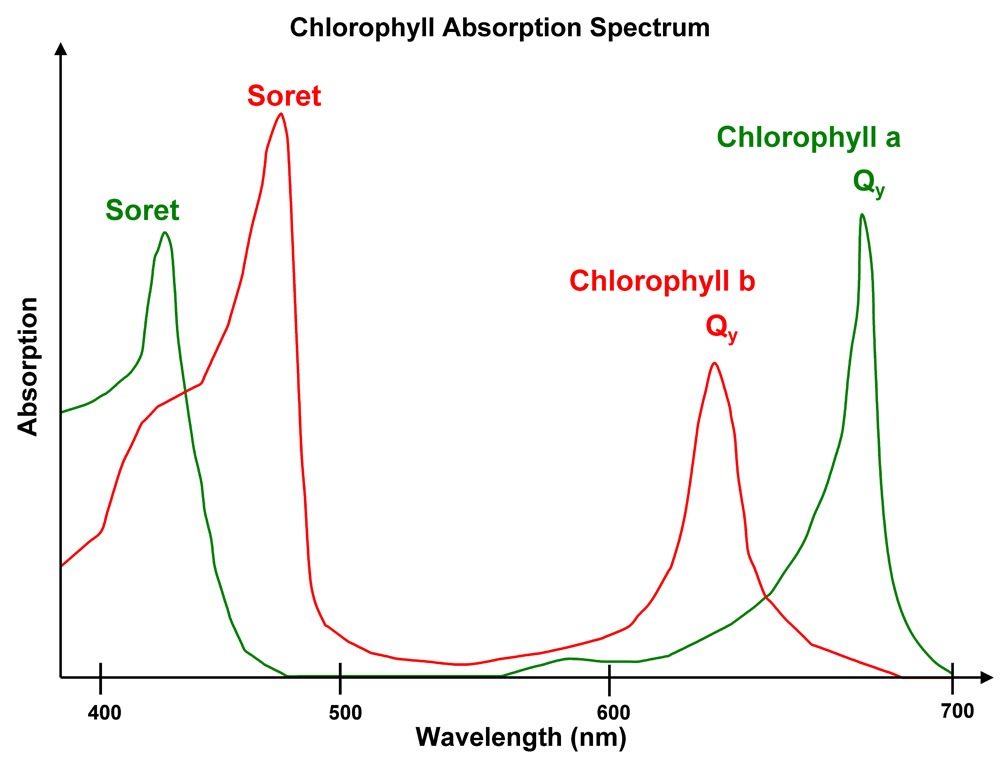 Widmo absorbcyjne chlorofilu