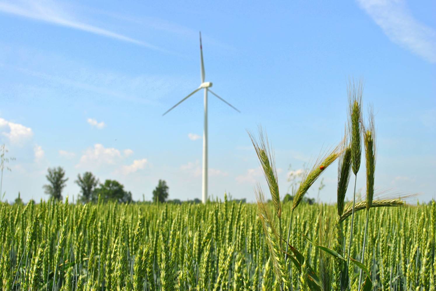 Co myślimy o wiatrakach? Raport o postrzeganiu Odnawialnych Źródeł Energii