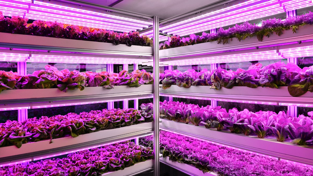 Oświetlenie LED szklarni pionowej Oświetlenie LED szklarni pionowej