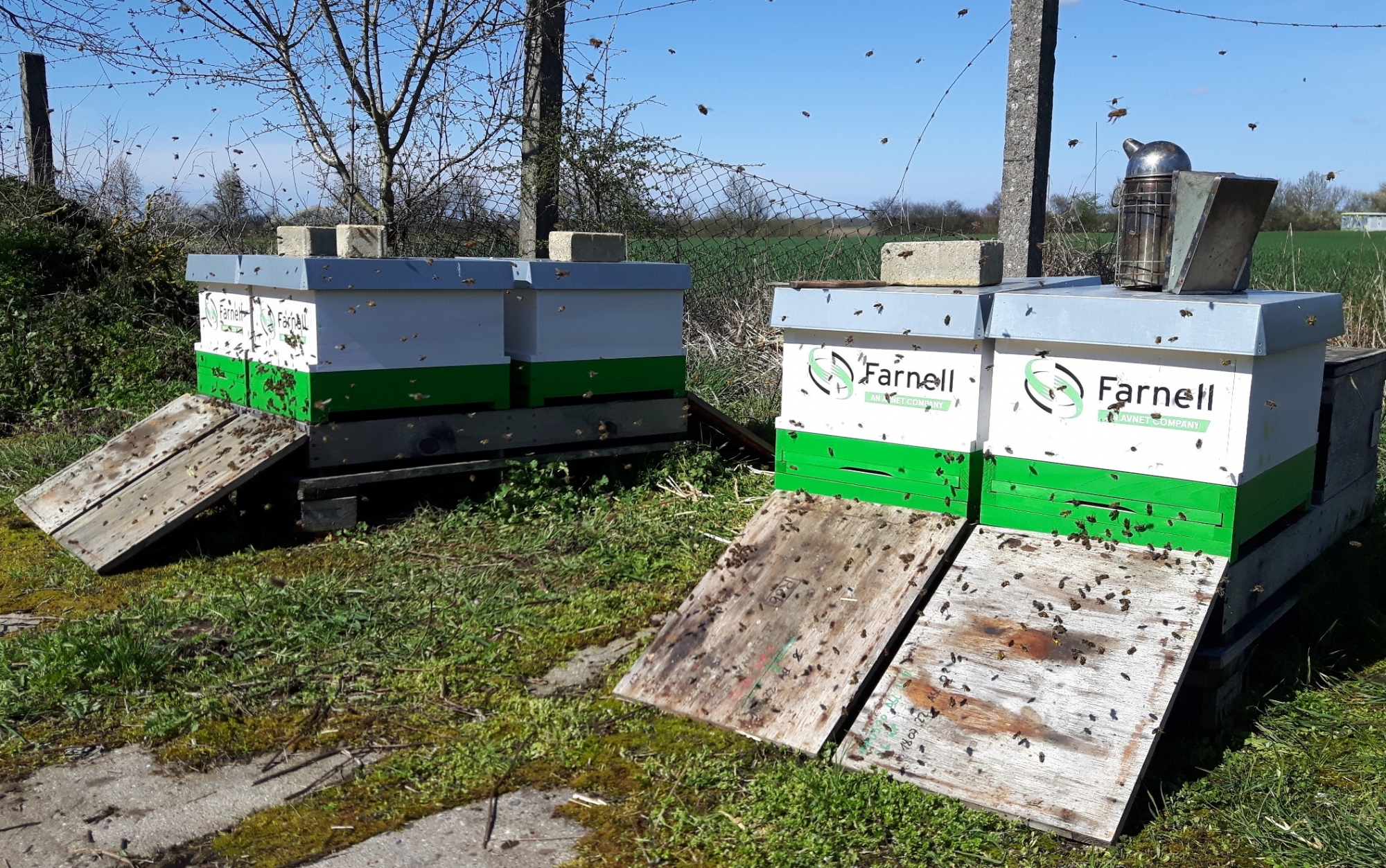 Farnell rozpoczyna globalną kampanię na rzecz ratowania pszczół