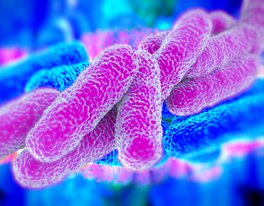 Pałeczki legionelli