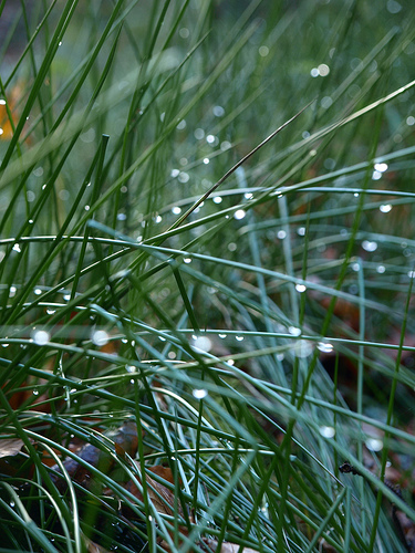 Nowe odnawialne źródło energii uzyskano w procesie dekontaminacji gleby zanieczyszczonej metalami ciężkimi.