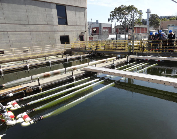 Prototypowa farma alg w plastikowych torbach do produkcji biomasy