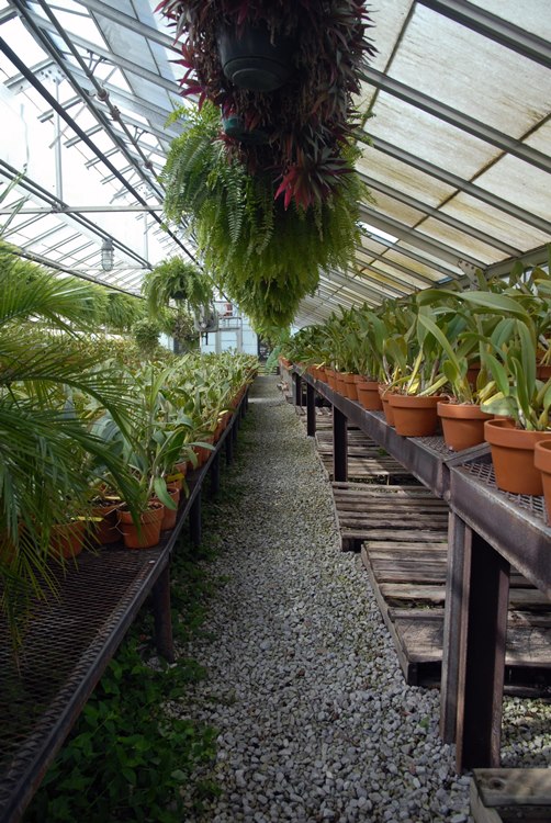 Oświetlenie LED w ogrodnictwie