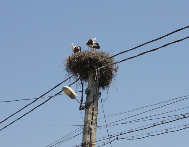 Gniazdo bocianów na słupie energetycznym