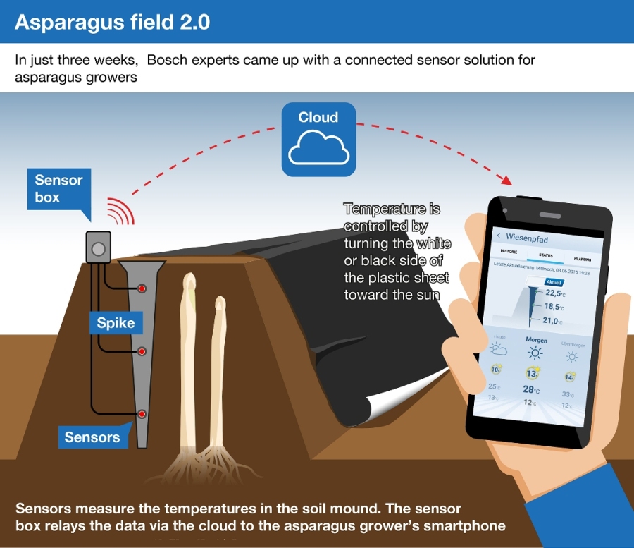 Uprawa szparagów 2.0