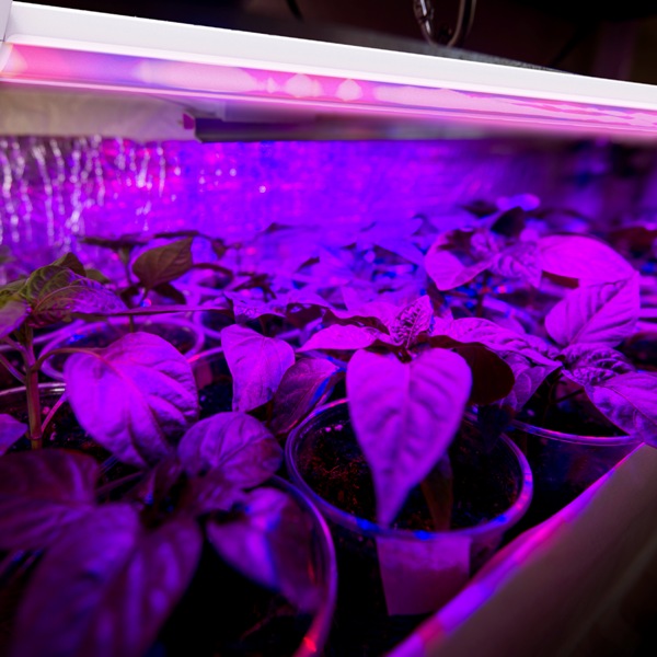 Grow Light