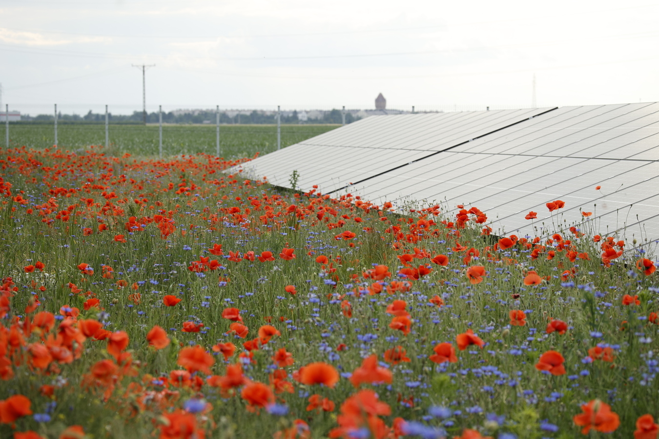 Regularne badania terenowe prowadzone są na farmach fotowoltaicznych RWE w województwie wielkopolskim