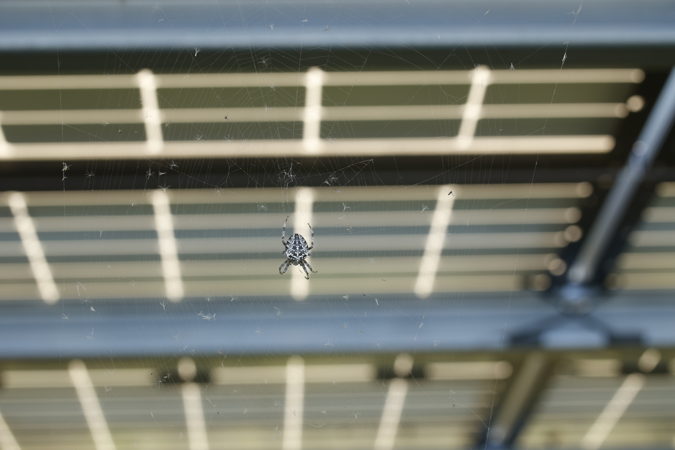 Farmy fotowoltaiczne to korzystne środowisko dla roślin i zwierząt Farmy fotowoltaiczne to korzystne środowisko dla roślin i zwierząt