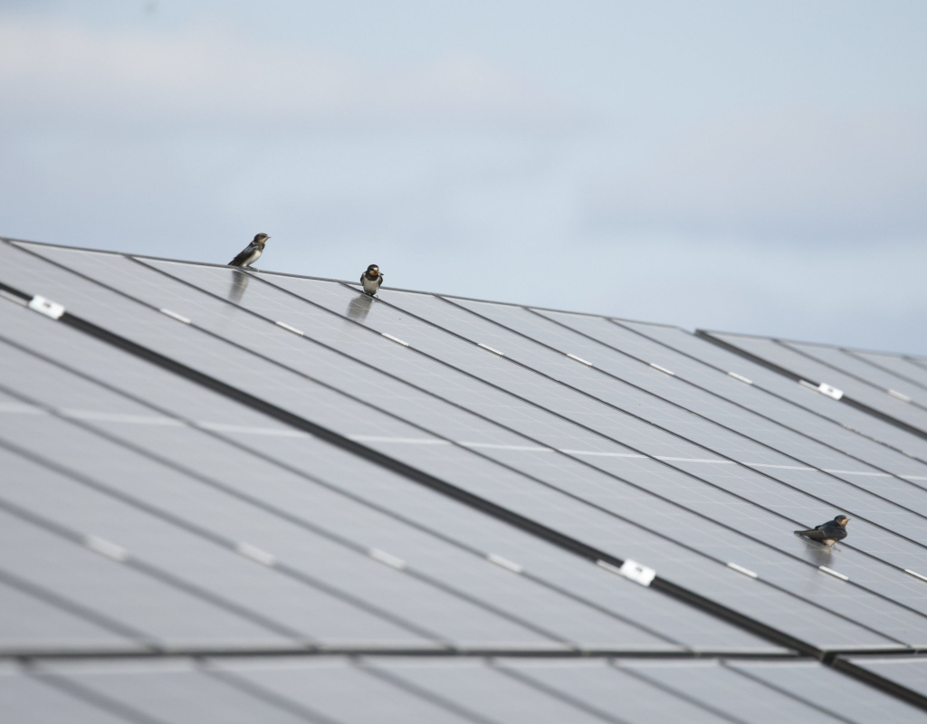 RWE bada możliwości zwiększenia bioróżnorodności na farmach fotowoltaicznych w Polsce